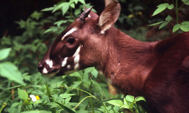 Ασία: Πληθαίνει ο θρυλικός «ασιατικός μονόκερος» σε νέο εθνικό πάρκο