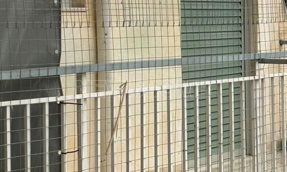 Καταγγελία στο Newsbomb.gr: Διαρκής παθητική κακοποίηση γατών στο Γαλάτσι - «Η ΕΛ.ΑΣ. αδιαφορεί»