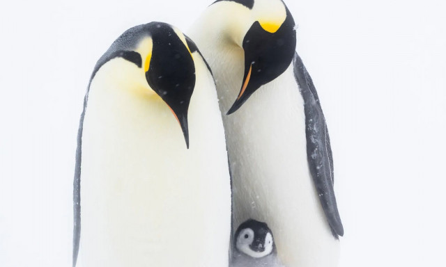 Οι 15 φωτογραφίες «γροθιά στο στομάχι» για την κακοποίηση των ζώων