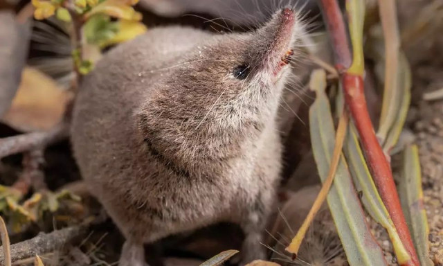 ΗΠΑ: Ένα δυσεύρετο θηλαστικό της Καλιφόρνιας φωτογραφήθηκε ζωντανό για πρώτη φορά