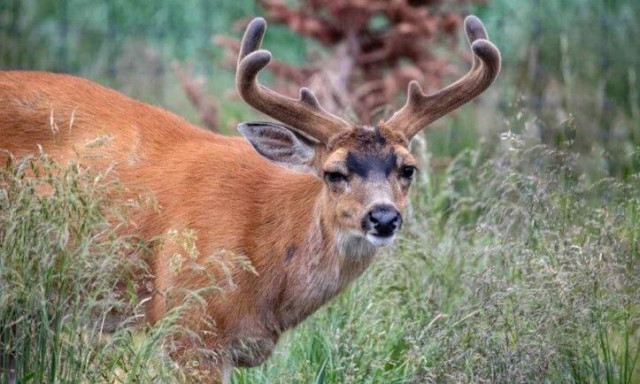ΗΠΑ: Πολίτες χρηματοδότησαν την αποκατάσταση καταφυγίου ελαφιών - Καταστράφηκε από καταιγίδα