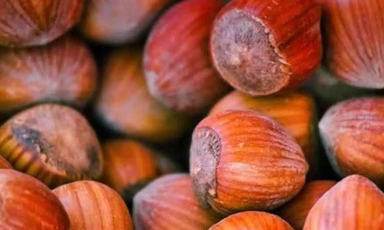 Τα φουντούκια κάνουν καλό στον εγκέφαλο; Ανακαλύψτε τα οφέλη τους