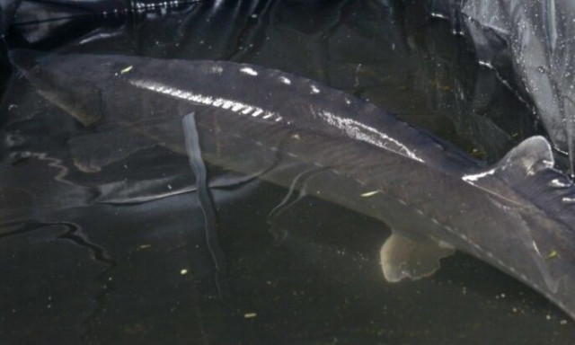 Αγγλία: Ψάρι διασώθηκε από τεχνητή λίμνη αφού έγινε 2 μέτρα - Μικρό ήταν μόλις 15 εκατοστά