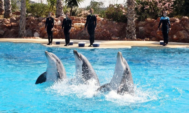 Τι θα απογίνουν τα δελφίνια του Αττικού Ζωολογικού Πάρκου - «Απελευθερώστε τα στο Αιγαίο»