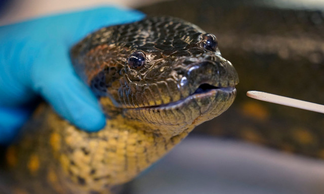 Ο Γουίλ Σμιθ ανακάλυψε το μεγαλύτερο φίδι στον κόσμο στον Αμαζόνιο