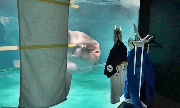 Ιαπωνία: Το ψάρι που αρρώστησε επειδή του έλειπαν οι άνθρωποι ξαναζωντανεύει με φωτογραφίες τους