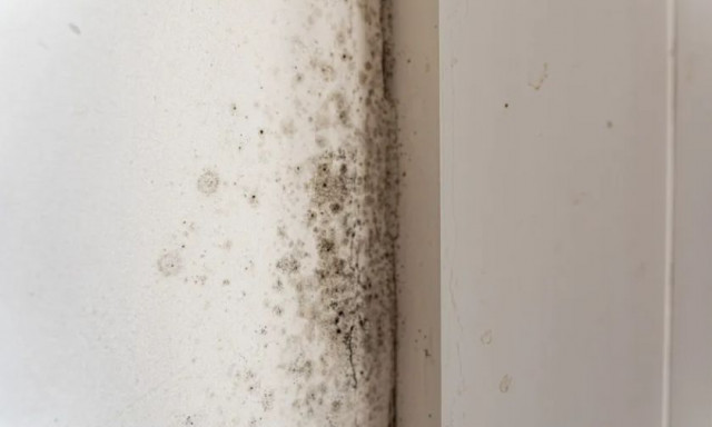 Το κόλπο που βοηθά στην απομάκρυνση της μούχλας από τους τοίχους μέσα σε λίγα λεπτά