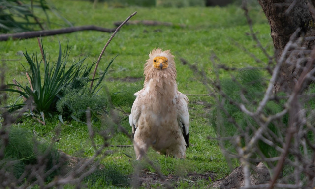 Ασπροπάρης: Ένα σπάνιο είδος γύπα στο Ρέθυμνο