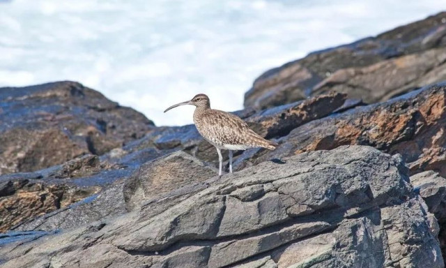 Εξαφάνιση ειδών: Ευρωπαϊκά είδη πουλιών κηρύχθηκαν εξαφανισμένα για πρώτη φορά στη σύγχρονη εποχή