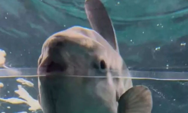 Το πιο μοναχικό ψάρι του κόσμου κάνει απεργία πείνας μετά από «κατάθλιψη»