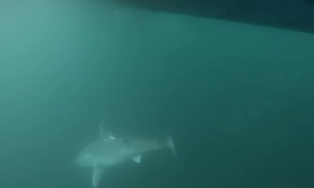 Από θηρευτής θήραμα - Κάμερα σε τεράστιο καρχαρία τρόμαξε τους επιστήμονες