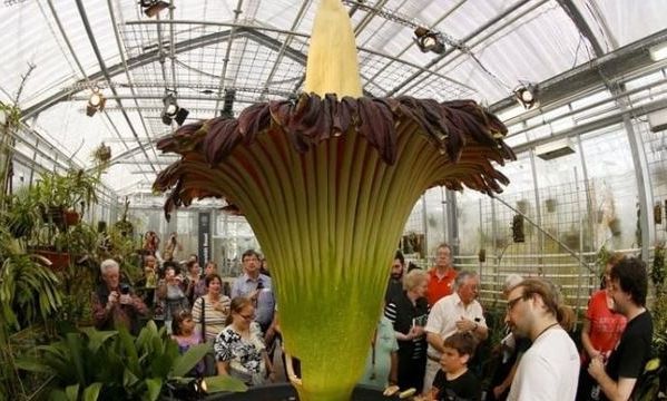 Αυστραλία: Ουρές για το σπάνιο «φυτό πτώμα» που ανθίζει κάθε 15 χρόνια