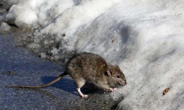 Το κρύο παγώνει τους αρουραίους της Νέας Υόρκης και «ζεσταίνει» τον αγώνα εναντίον τους