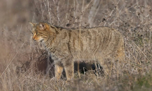 Εντοπίστηκε αγριόγατος στη Λίμνη Κερκίνη: Είναι το μοναδικό άγριο αιλουροειδές στην Ελλάδα
