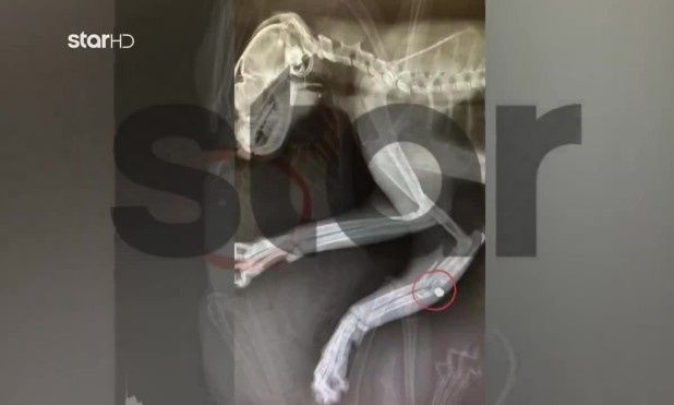 Μαρούσι: Αδίστακτος δολοφόνος πυροβολεί γατάκια - Τρομοκρατημένοι οι κάτοικοι