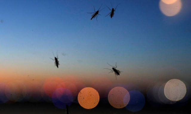 Ανακατέψτε μέλι με λίγο καφέ και απλώστε το σε χαρτί υγείας - Διώξτε μύγες, κουνούπια και σκώρους