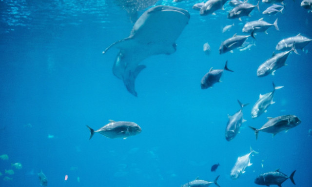 Ιαπωνικό ενυδρείο σώζει τα ψάρια από την πλήξη με φιγούρες από χαρτόνι