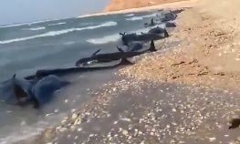 Σομαλία: Χιλιάδες νεκρά δελφίνια παρασύρθηκαν στην ακτή