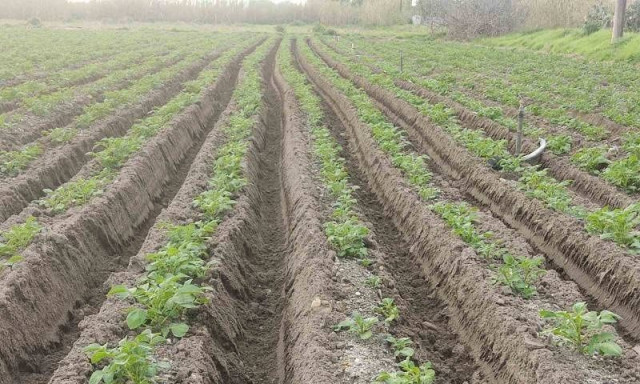 Μεσσηνία: Μειωμένη η παραγωγή πατάτας - Η χαμηλή τιμή οδηγεί σε εγκατάλειψη της καλλιέργειας
