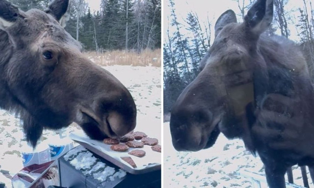 Άτακτη άλκη κλέβει φρέσκα κουλουράκια