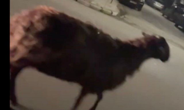 Λάρισα: Πρόβατο κυκλοφορούσε πανικόβλητο σε πολυσύχναστους δρόμους της πόλης