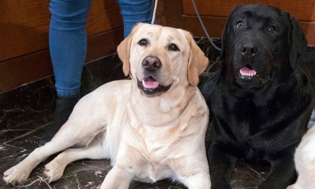 Κτηνίατρος προειδοποιεί: Το λαμπραντόρ δεν είναι για το σπίτι