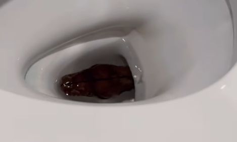 Η τρομακτική στιγμή που πύθωνας βγαίνει από λεκάνη σπιτιού - Η αντίδραση της οικογένειας