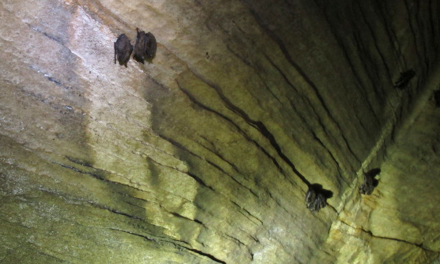 Ο περίεργος λόγος για τον οποίο οι νυχτερίδες κρέμονται ανάποδα όταν κοιμούνται