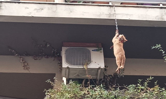 Αγρίνιο: Περαστικοί έσωσαν γάτο που κρεμόταν από μπαλκόνι πολυκατοικίας