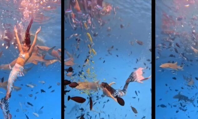 Ελληνίδα «γοργόνα» κολυμπά ανάμεσα σε σαλάχια και καρχαρίες στις Μαλβίδες