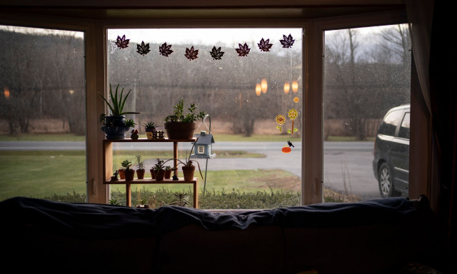 Αυτά τα φυτά θα αντικαταστήσουν με φυσικό τρόπο τον αφυγραντήρα στο σπίτι σας