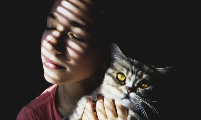 Οικιακοί «θεραπευτές»: Γιατί οι γάτες ξαπλώνουν στο πονεμένο σημείο ενός ατόμου