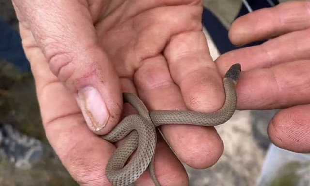 Σπάνιο είδος μικροσκοπικού φιδιού εμφανίστηκε μετά από 30 χρόνια - Αποδεκατίστηκε λόγω πυρκαγιών