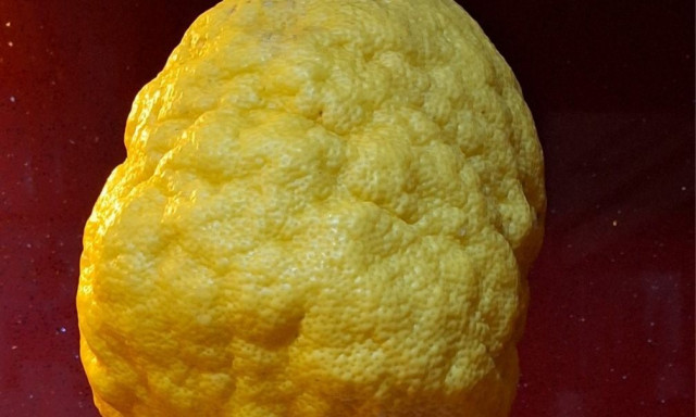 Χανιά: Ο Δήμος Αποκορώνου «έβγαλε» κίτρο βάρους 2.5 κιλών