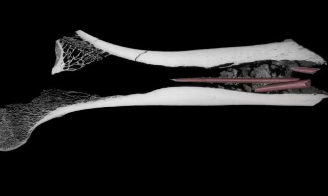 Νότια Αφρική: H αρχαιότερη απόδειξη ανάμειξης συστατικών για την παρασκευή δηλητηρίου για βέλη