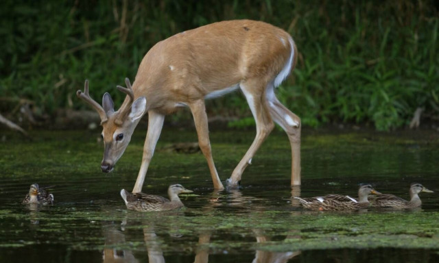 Θήβα: Πυροσβέστες απεγκλώβισαν ελάφι από στέρνα