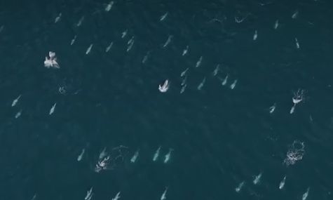 ΗΠΑ: «Σούπερ κοπάδι» 1.500 δελφινιών εντοπίστηκε σε κόλπο της Καλιφόρνια - Δείτε βίντεο