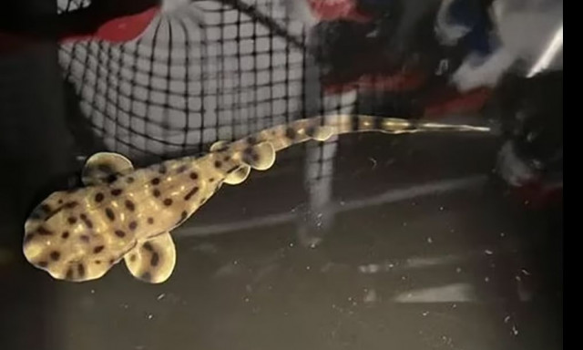 Μυστήριο σε ενυδρείο με θηλυκούς καρχαρίες: Γεννήθηκε... μωρό καρχαρίας!