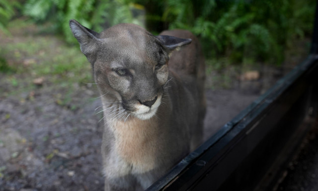 Πολλά ζώα και φυτά χάνουν τη γενετική τους ποικιλομορφία, γεγονός που τα καθιστά πιο ευάλωτα