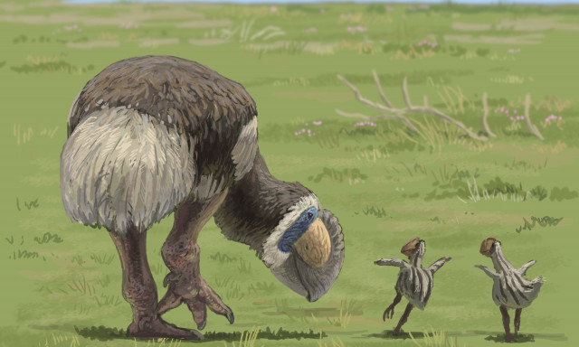 Από εξαφανισμένο προϊστορικό γιγαντιαίο πουλί το κρανίο ηλικίας 45 εκατομμυρίων ετών