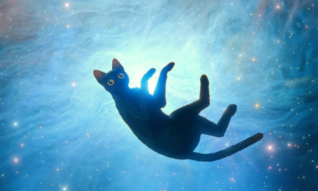 Κινηματογραφικά βραβεία LUX: Δεν τα κατάφερε η Σοφία Εξάρχου και το «Animal» - Νικητής το «Flow»