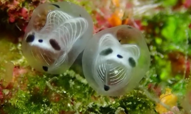 Ιαπωνία: Γνωρίστε το πιο περίεργο θαλάσσιο πλάσμα - Μοιάζει με μικρό σκελετό με κεφάλι πάντα