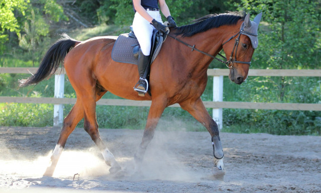 Θεσσαλονίκη: Καθηγητής ιππασίας ο 67χρονος που κατηγορείται για σεξουαλική παρενόχληση σε μαθήτριες