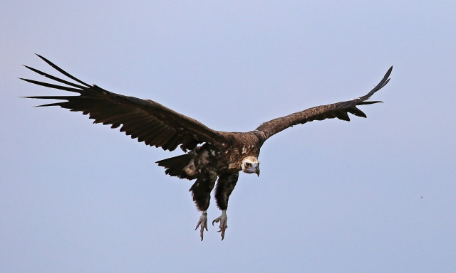 Πρόγραμμα για την αποκατάσταση του πληθυσμού του μαυρόγυπα σε Ελλάδα και Βουλγαρία