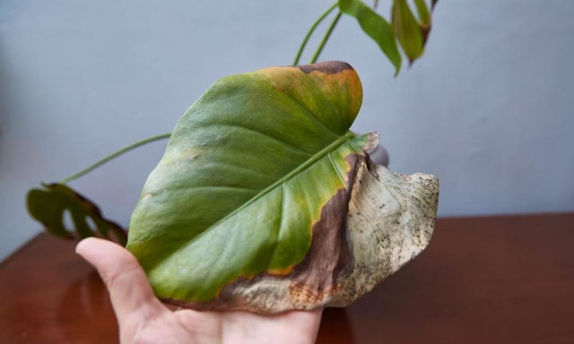 Αν τα φύλλα του γίνουν καφέ, το φυτό εσωτερικού χώρου σας θέλει να σας πει κάτι