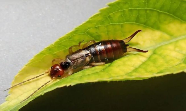 Να είστε πολύ προσεκτικοί με το έντομο earwig: Τι σημαίνει αν το βρείτε στον κήπο σας