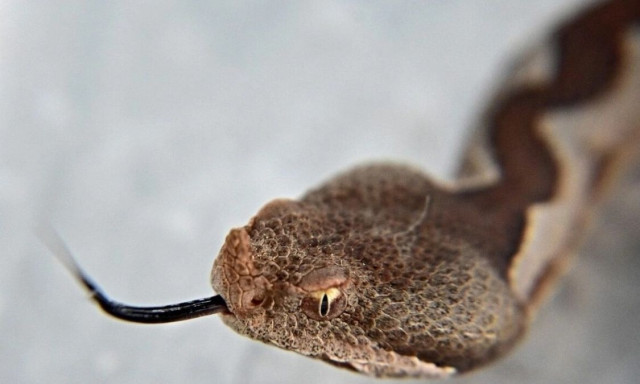 Αυτό είναι το πιο δηλητηριώδες φίδι στην Ευρώπη - Υπάρχει και στην Ελλάδα