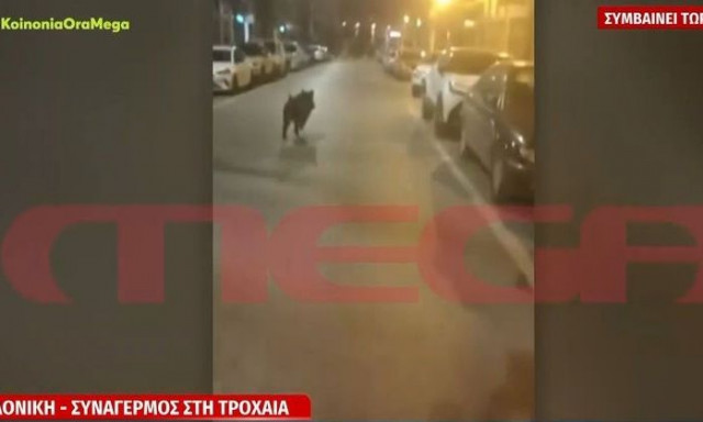 Θεσσαλονίκη: Αγριογούρουνο έκανε βόλτες στο κέντρο της πόλης - Δείτε βίντεο