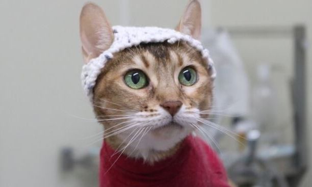 Γάτες με αρθρίτιδα ποζάρουν με πλεκτά καπέλα για καλό σκοπό: Νέα πρωτοποριακή έρευνα