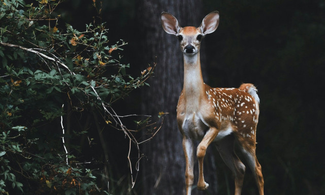 Ιταλία: Αστυνομικοί απελευθέρωσαν ένα θηλυκό ζαρκάδι - Viral το βίντεο διάσωσης